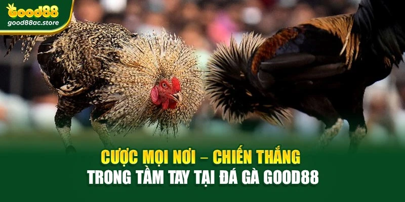 Cược mọi nơi – chiến thắng trong tầm tay tại đá gà Good88