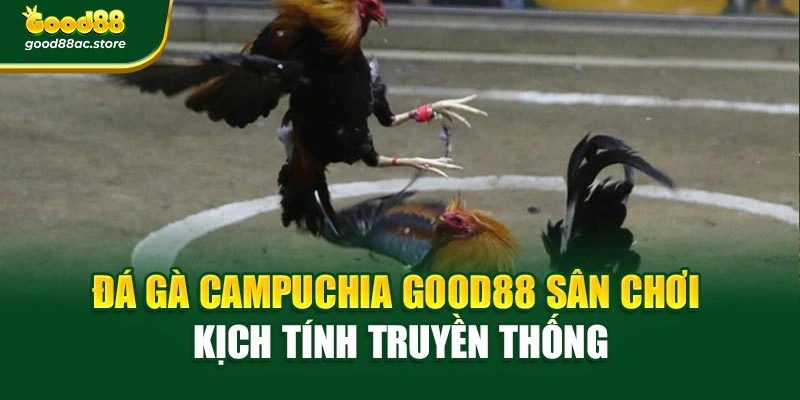 Đá Gà Campuchia Good88 Sân Chơi Kịch Tính Truyền Thống