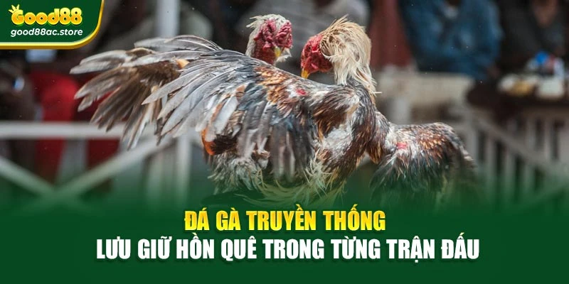 Đá gà truyền thống – lưu giữ hồn quê trong từng trận đấu