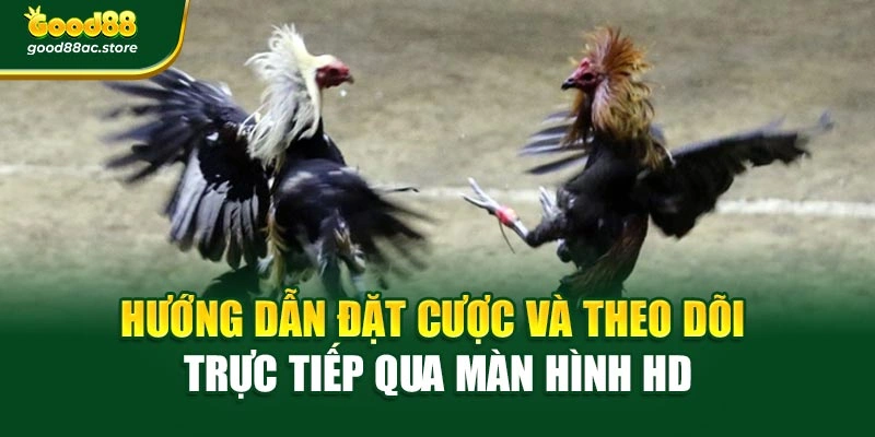 Hướng dẫn đặt cược và theo dõi trực tiếp qua màn hình HD