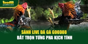Sảnh Live Đá Gà Good88 – Bắt Trọn Từng Pha Kịch Tính