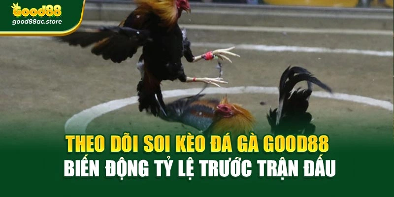 Theo dõi Soi kèo đá gà Good88 biến động tỷ lệ trước trận đấu